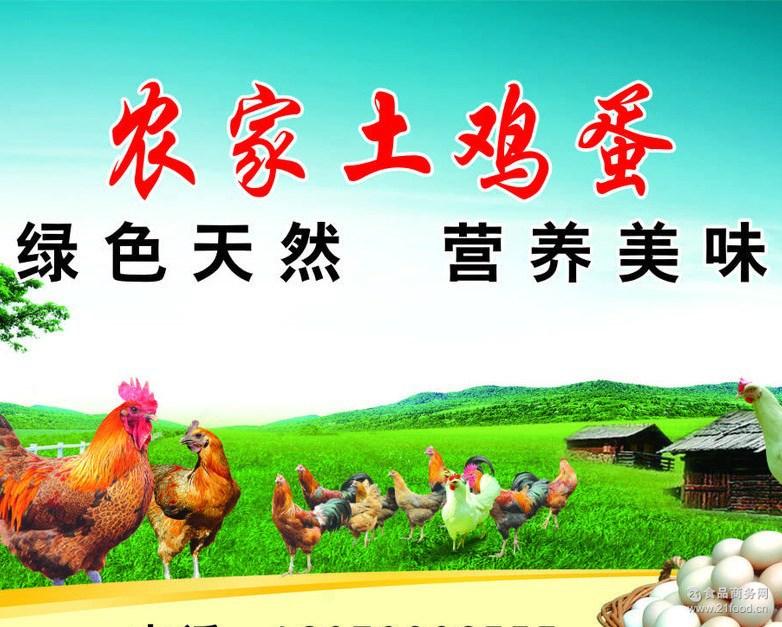 批发零售 无激素 农家土鸡蛋 品种优良 绿色天然