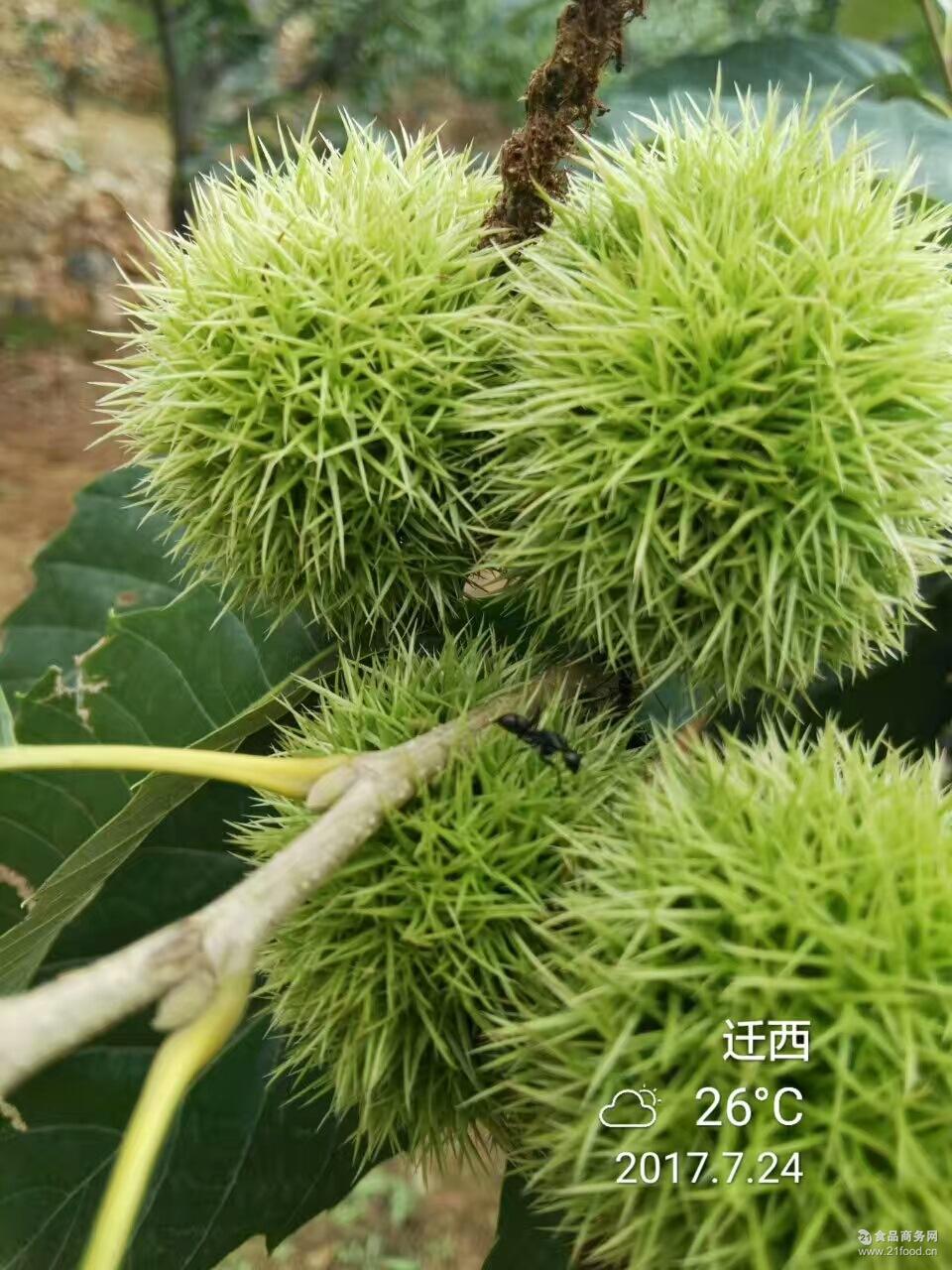 精选小粒 河迁西生栗子 糖炒精品 合作社出售 价格超低