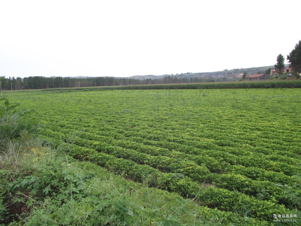 厂家批发武乡种植土特产黑花生 美味营养黑花