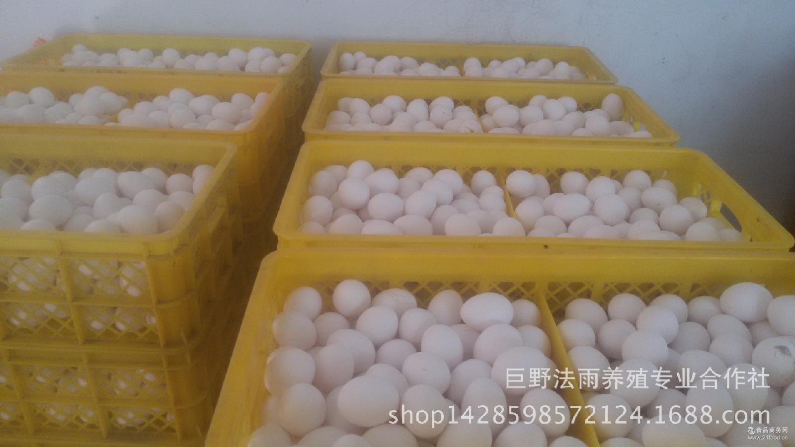 海兰白 长期供应 受精胚胎蛋 海兰褐 蛋鸡w-36种蛋