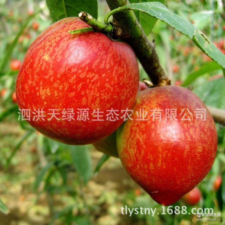 水果油桃 宿迁基地现供 国产油桃 新品春季油桃 新鲜大红桃子
