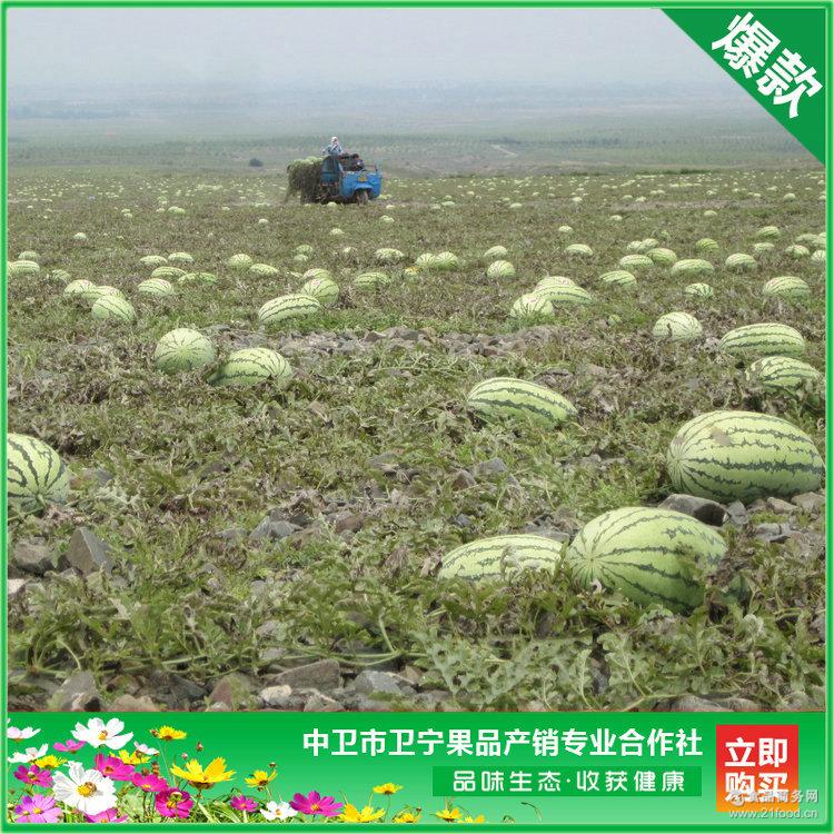 宁夏中卫欢迎您采购 石头缝里长出的西瓜 硒砂瓜 香山