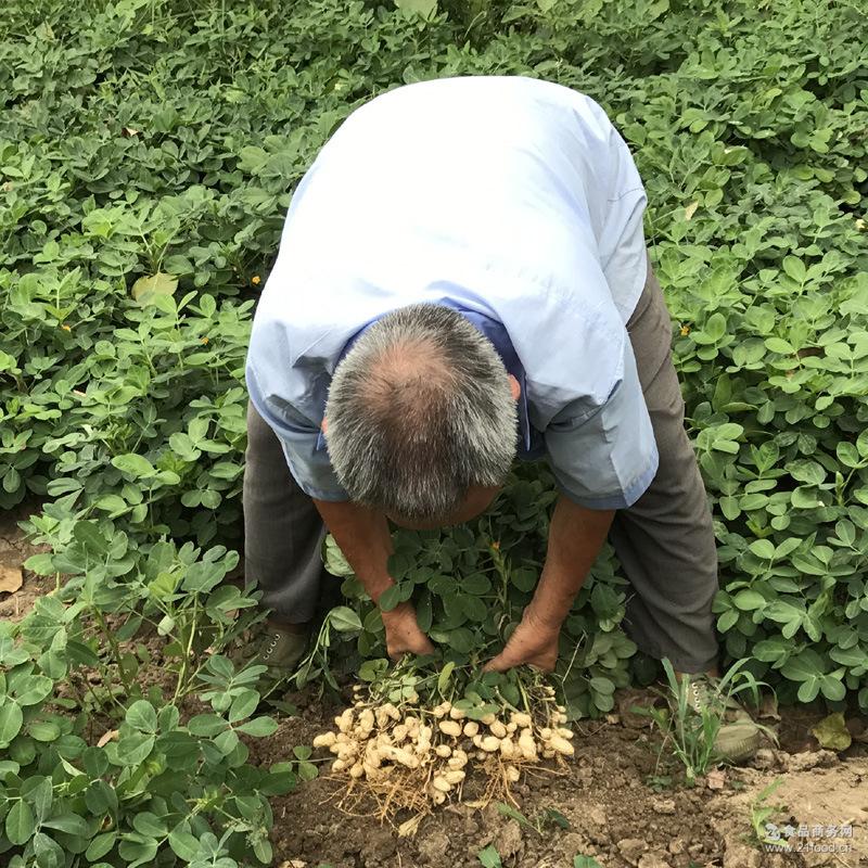 2017年现挖新鲜带壳干净湿花生 白沙花生水煮