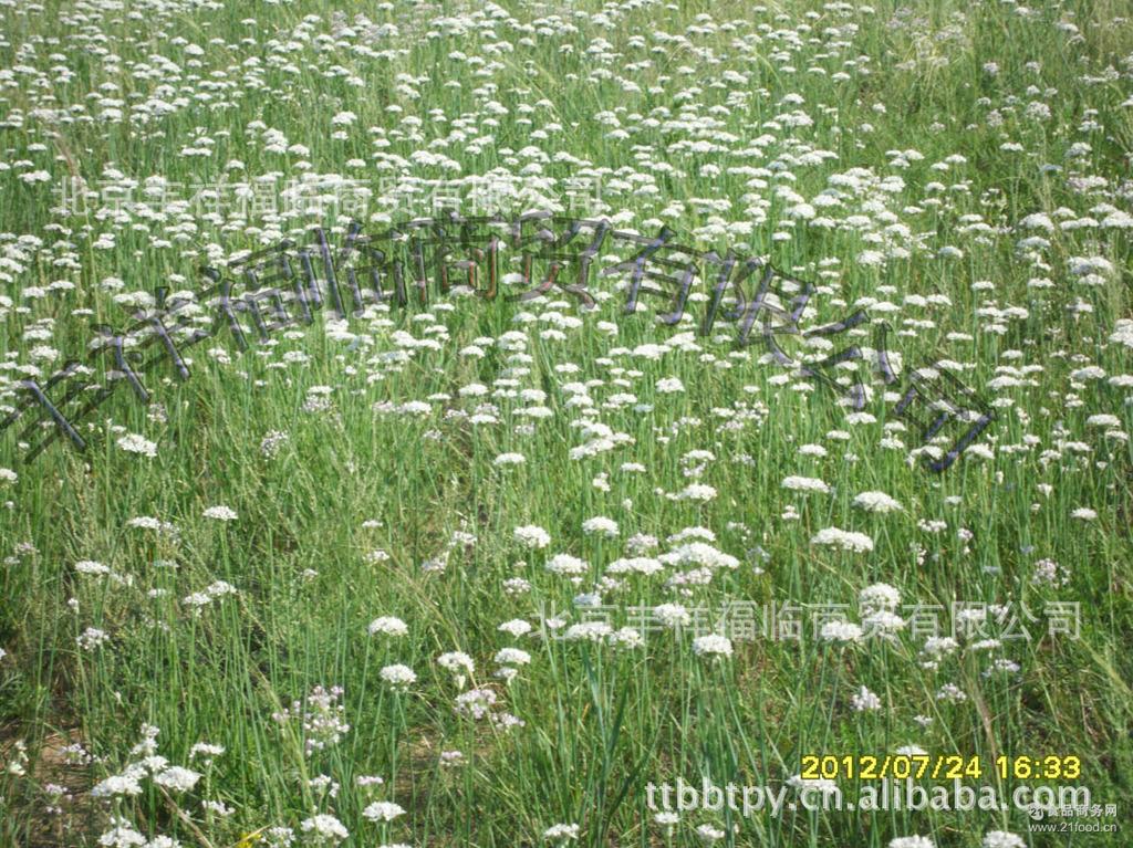 〖精品推荐〗内蒙野韭菜花酱腌酱 调料批发 诚信经营