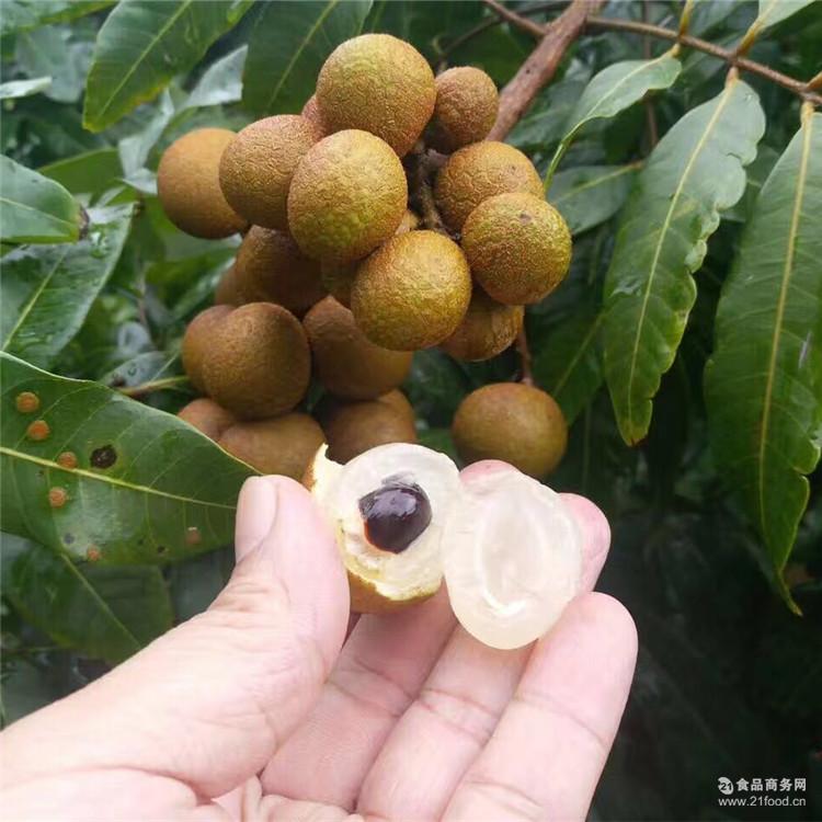 广东高州石硖龙眼桂圆5斤装 新鲜水果批发储良石夹非广西泰国龙眼