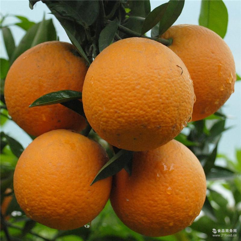 现货 秭归夏橙 新鲜水果非赣州脐橙水果批发价