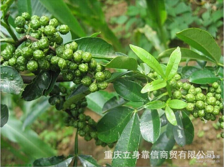 青花椒 江津九叶青花椒 重庆直供品质保证味麻色正中餐推荐火锅