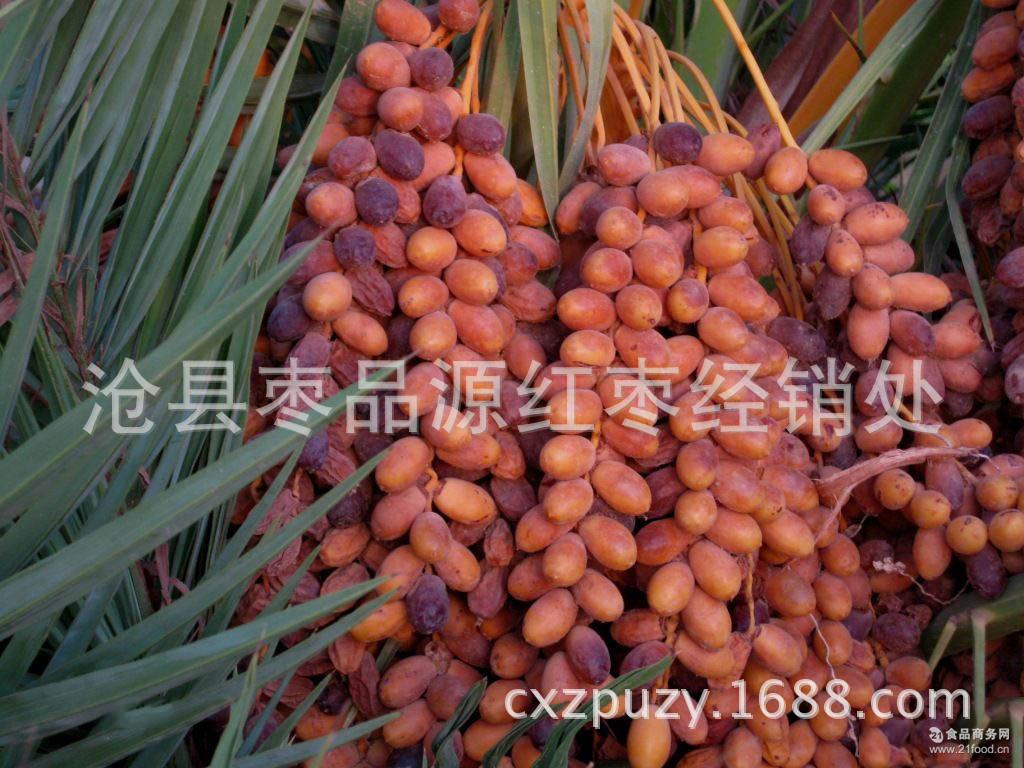 红枣伊朗进口黄金椰枣伊拉克椰枣天然食品蜜枣大量批发零售