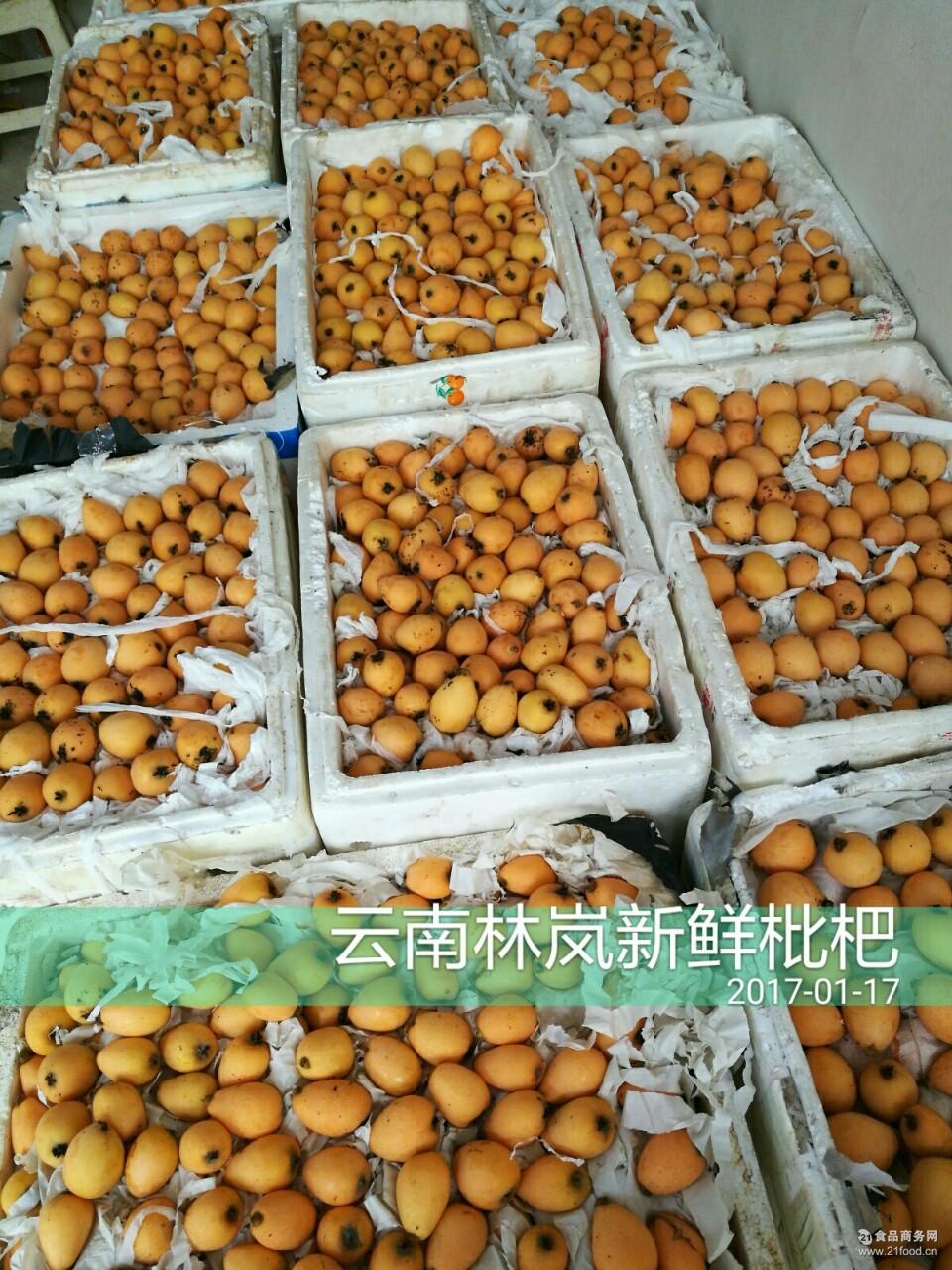 2017云南蒙自3月枇杷精品果 的长虹枇杷活动装10斤装低价批发