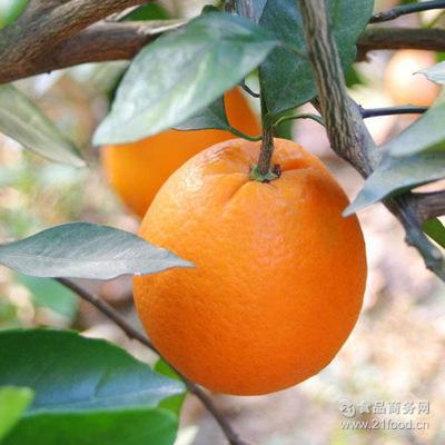 5斤 包邮 湖北宜昌特产伦晚脐橙 新鲜水果 甜橙