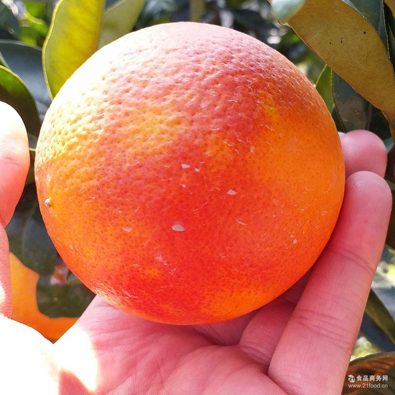 预售秭归脐橙橙子二月红橙血橙售完下市2-3月