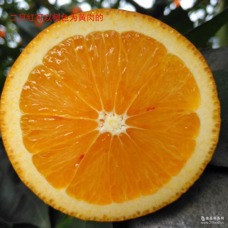预售秭归脐橙橙子二月红橙血橙售完下市2-3月