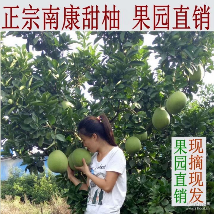 赣南土特产正宗南康甜柚子斋婆柚中秋节礼品鲜水果沙田柚果园直销