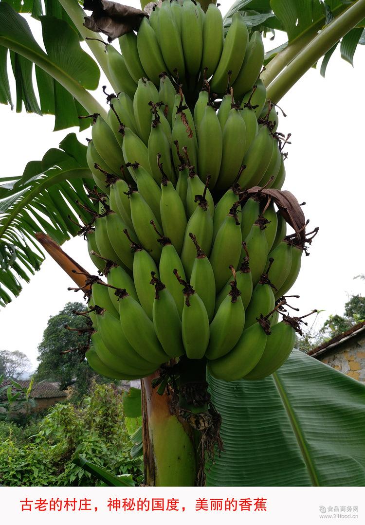 㲻ҩ 㶫Ž㽶۽ ˮbanana