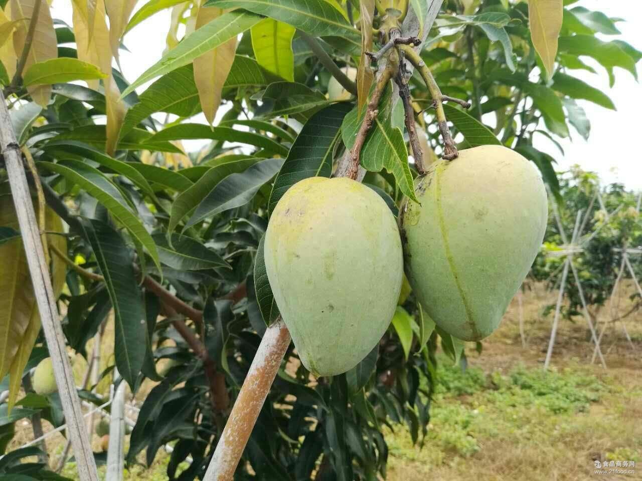 芒果 白色大台农 香甜浓郁8斤25.5包邮到家招代理