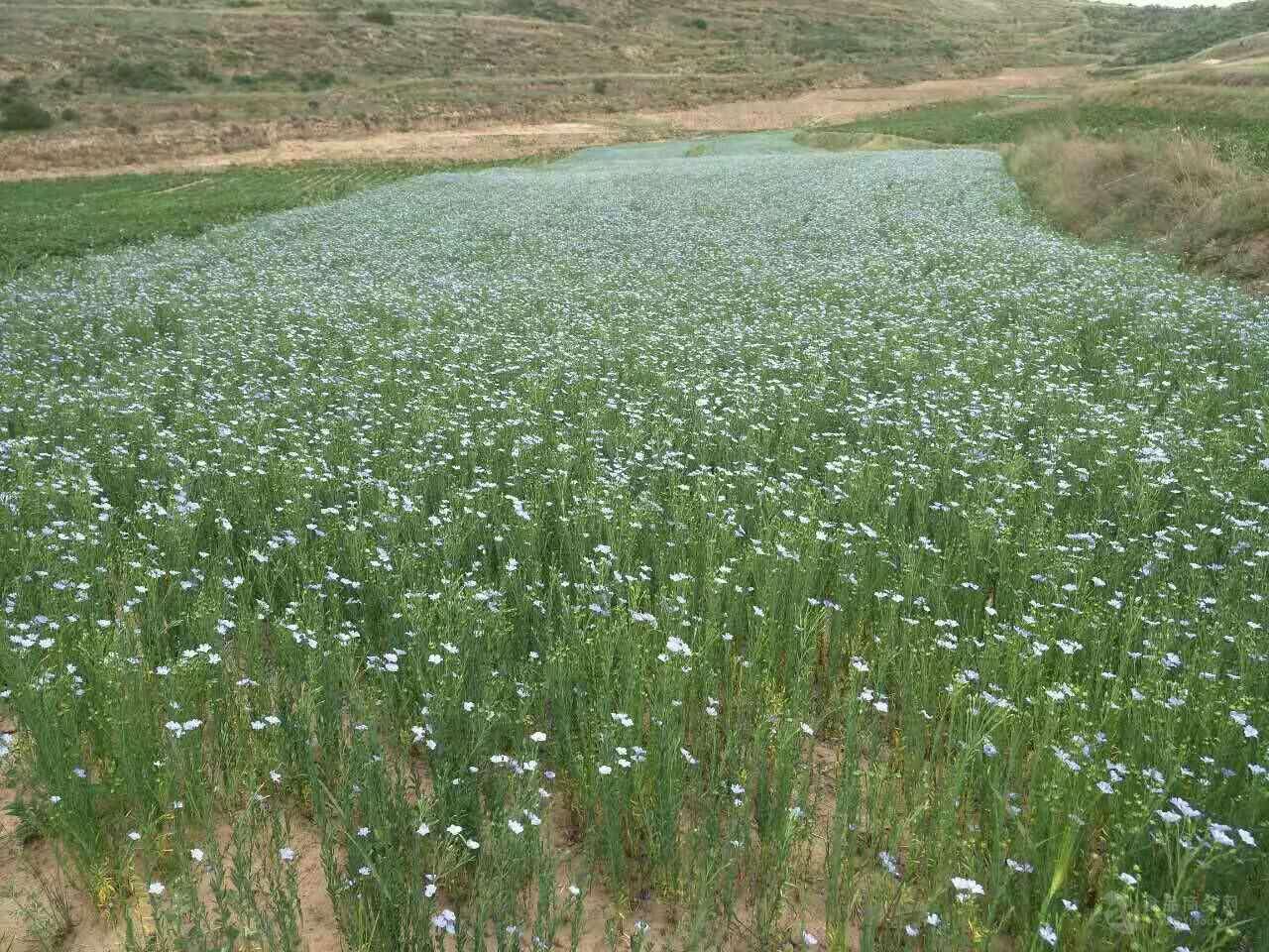 亚麻籽膳食纤维粉亚麻籽粉出口量大