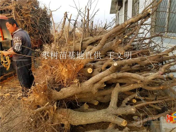 大规模枣树苗种植基地免费技术指导 ￥2/根