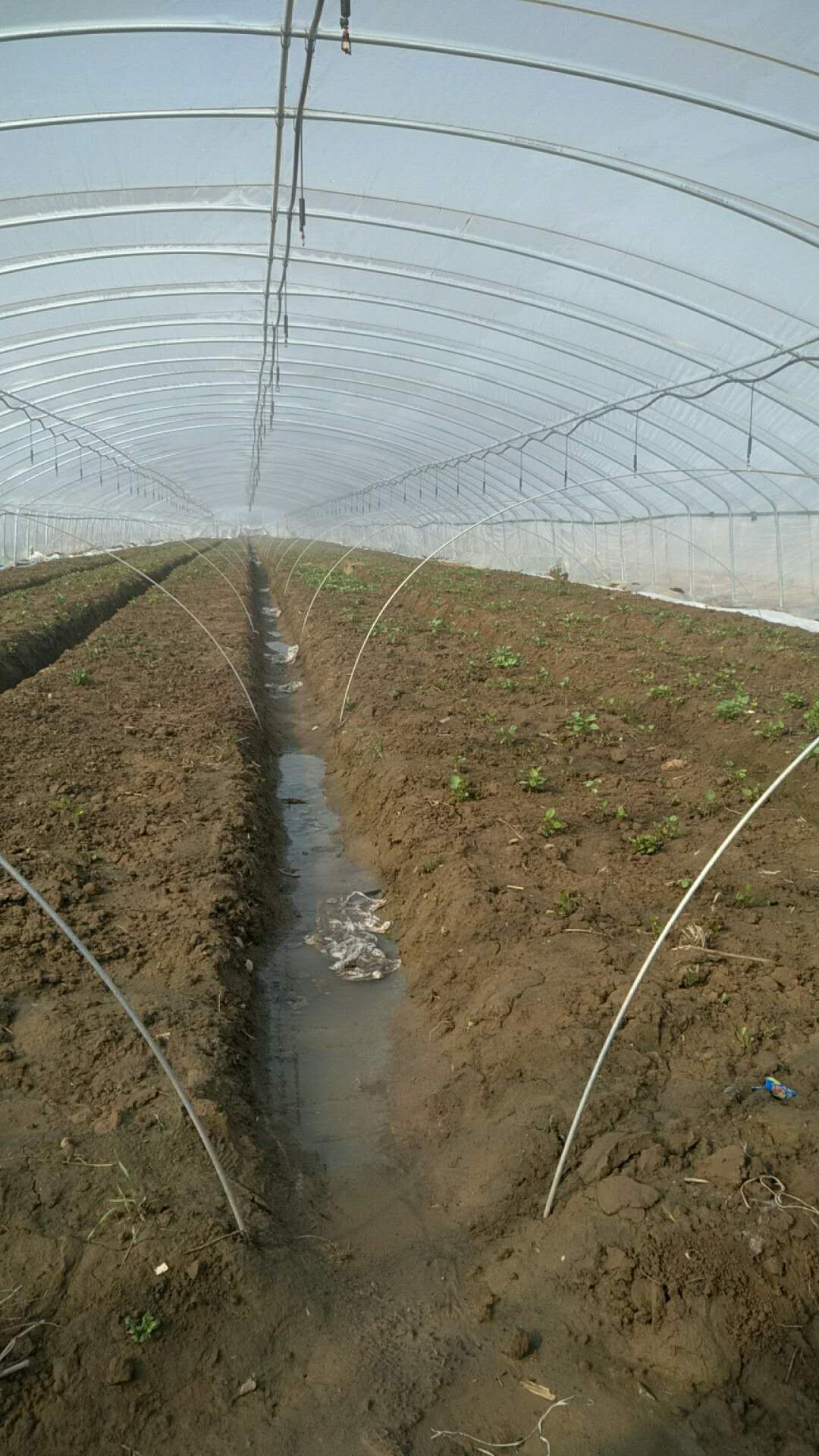 西瓜红(普薯32号)红薯苗价格 红薯苗基地开始供