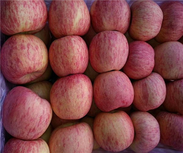 陕西洛川苹果多钱一斤