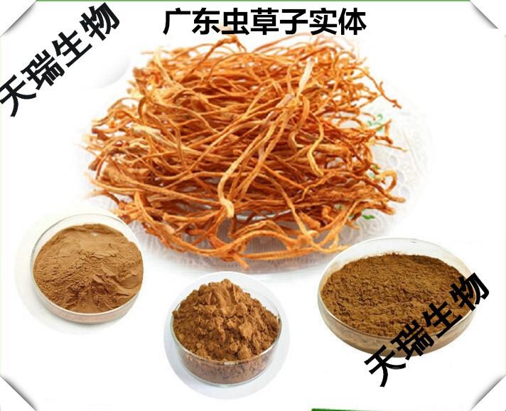 广东虫草子实体粉