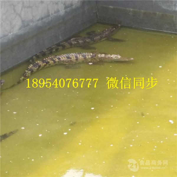 河北邢臺鱷魚苗價格