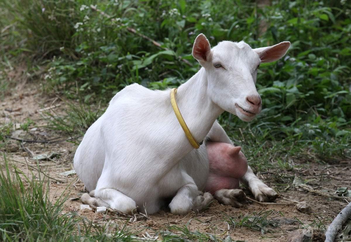 奶山羊多少钱奶羊养殖基地奶羊品种出售