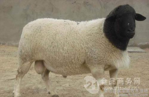 杜泊绵羊羔羊价格