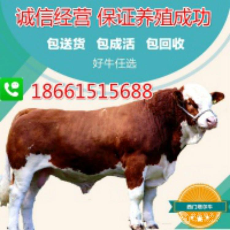哪里能买到肉牛犊