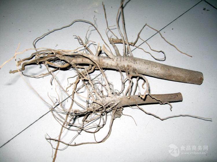 棉花根提取物厂家 棉花根提取物价格