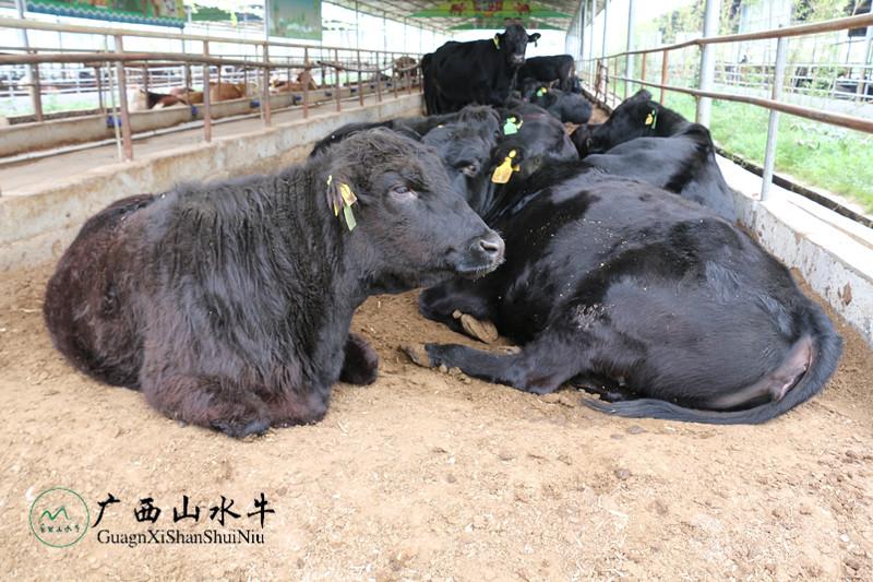 广西山水牛畜牧业有限责任公司母牛牛犊生鲜牛