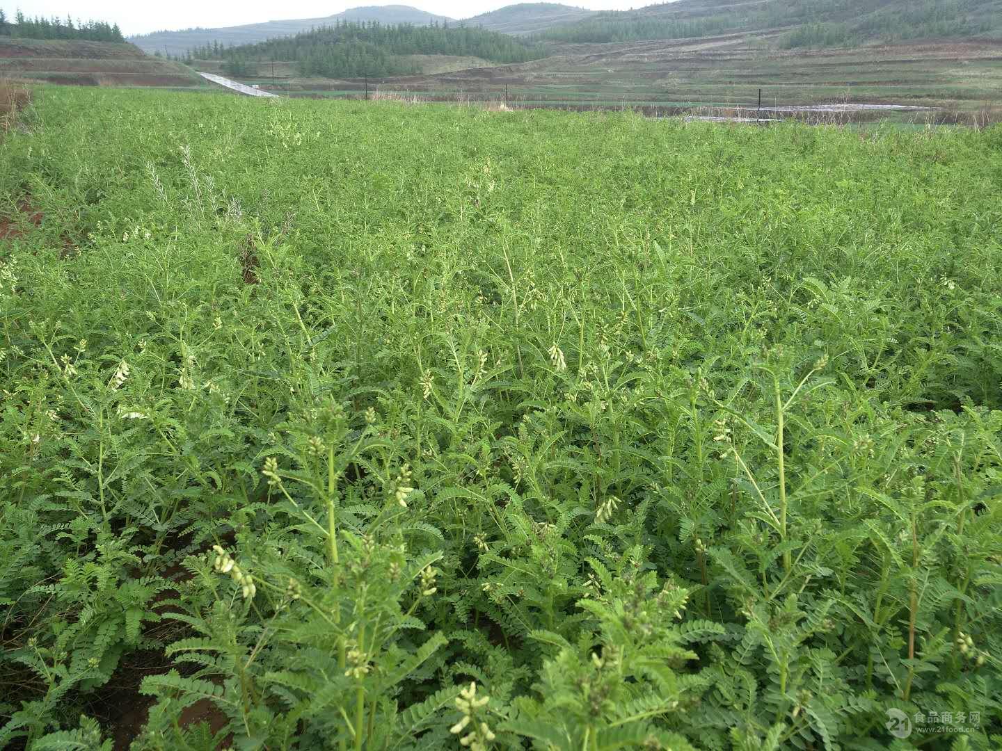 黄芪速溶粉 黄芪三萜皂甙 斯诺特厂家种植基地