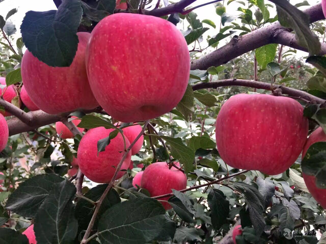 物华天宝润陇原（四）——种下苹果树 结出“致富果”