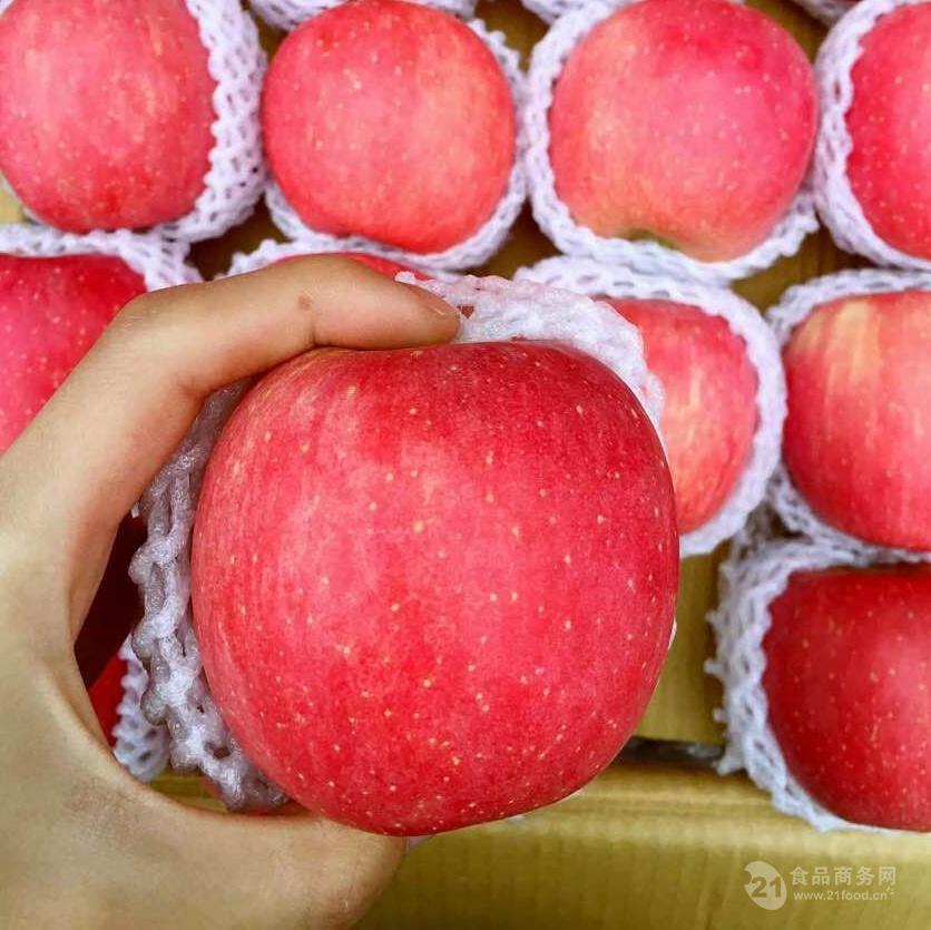 现在红富士苹果多少钱一斤?