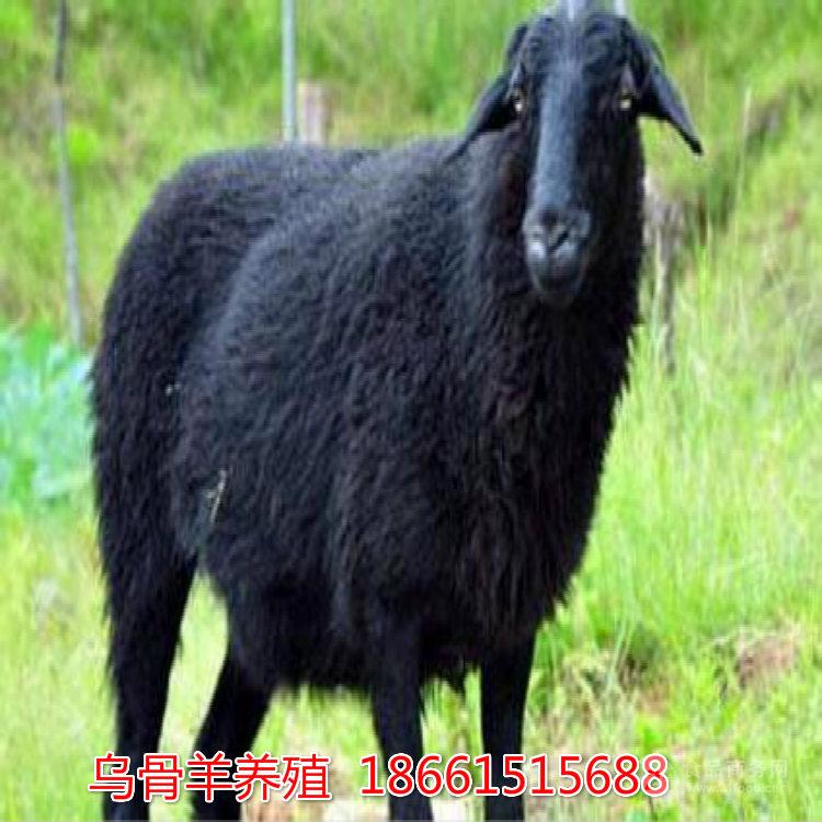 那里有卖乌骨羊