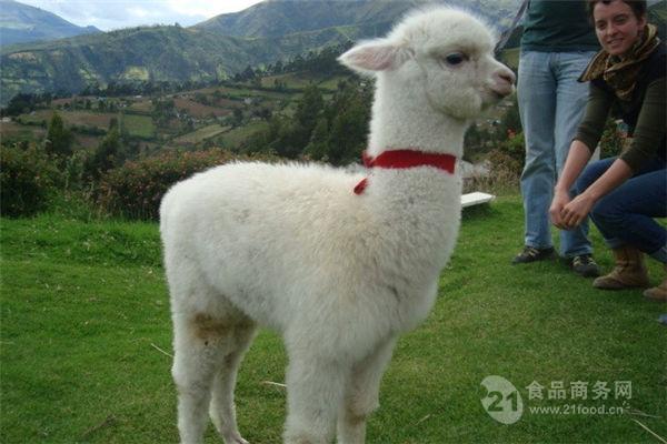 上海小羊驼便宜出售漂亮的批发价格@南美洲 