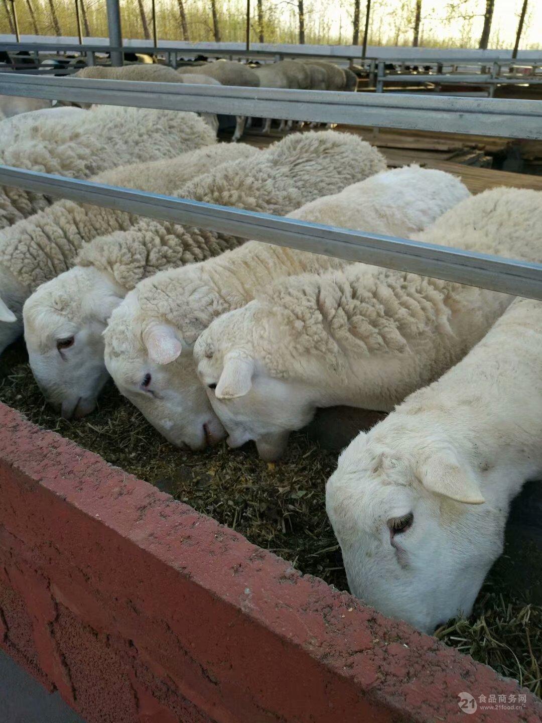 夏洛莱羊种羊图片 纯种杜泊羊价格批发价格 山东济宁 羊-食品商务网