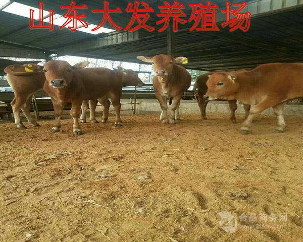 赣州肉牛养殖基地