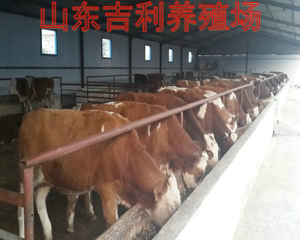 西门塔尔牛生长周期