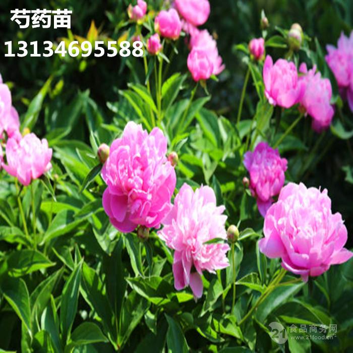 芍药苗