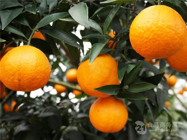 早熟爱媛柑橘品种种植季节