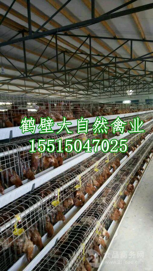 海兰灰55日龄脱温蛋鸡苗,代育60天海兰褐青年鸡