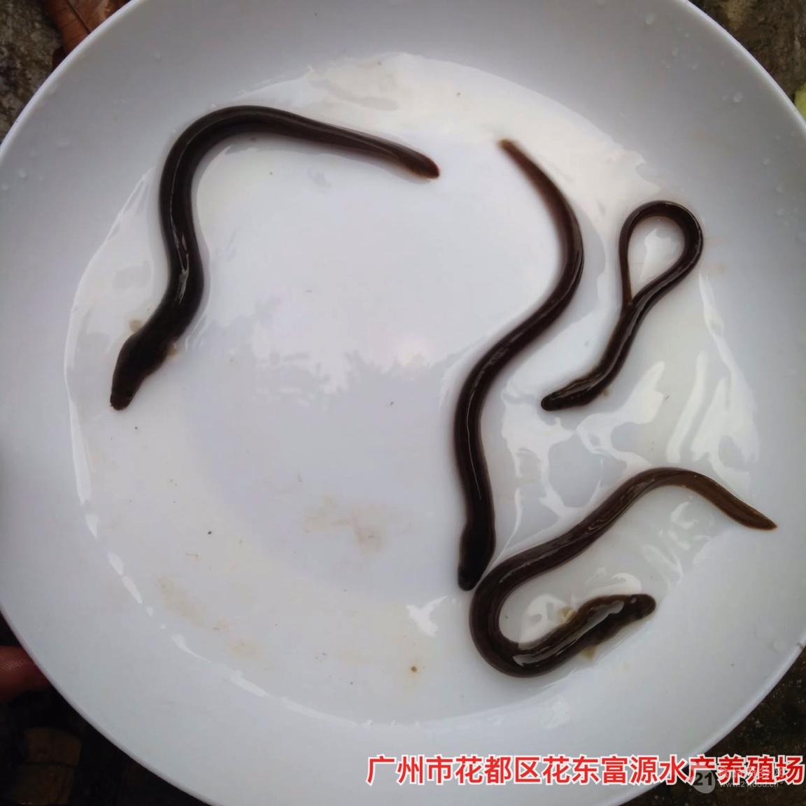 鳗鱼苗批发美洲鳗鱼苗出售花鳗鱼苗格