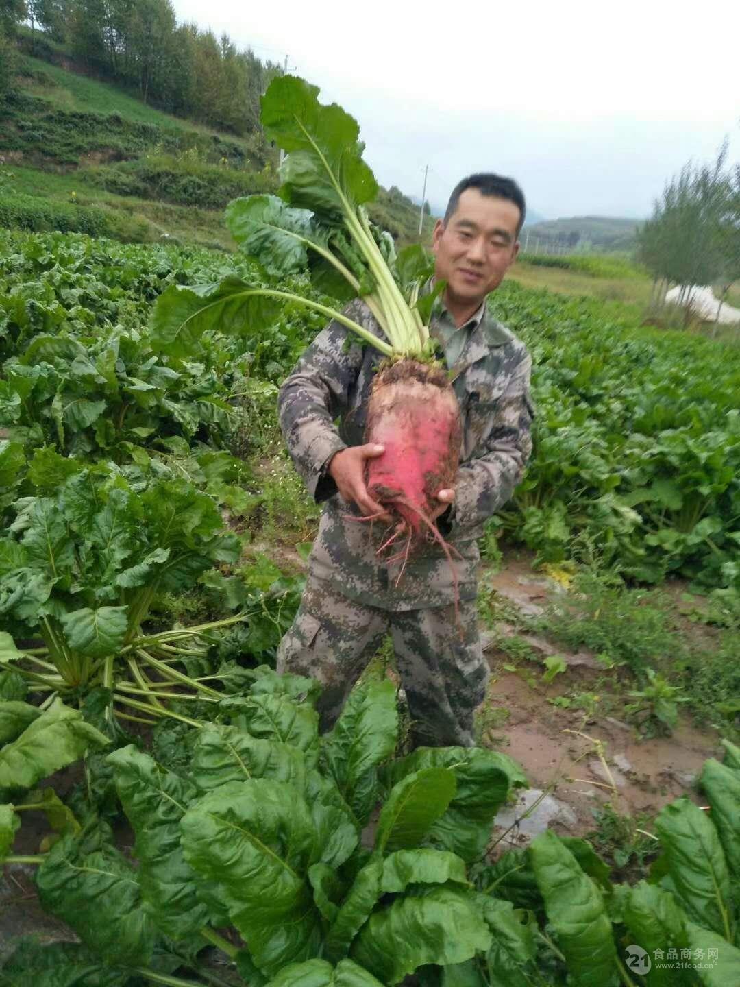 所谓补血大王----红甜菜,到底神奇在哪