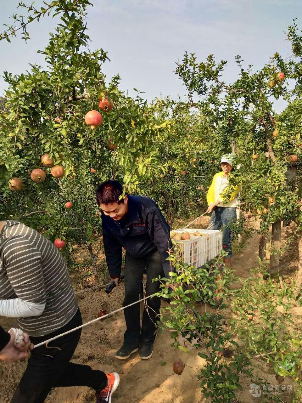 河阴石榴基地采摘果园直发团都价格优惠批发招