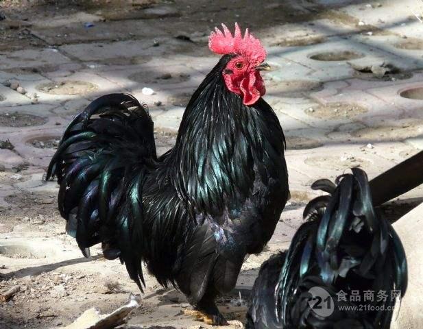 成年元宝鸡价格刚出壳的元宝鸡苗价格 山东济宁-食品
