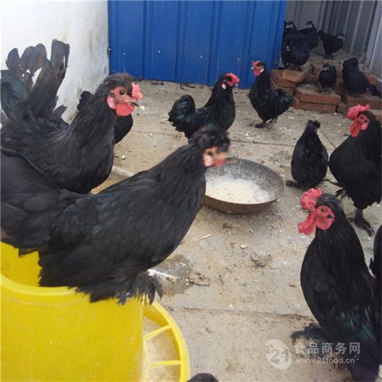 销售元宝鸡鸡苗 元宝鸡价格元宝鸡价格 山东济宁 昌旺