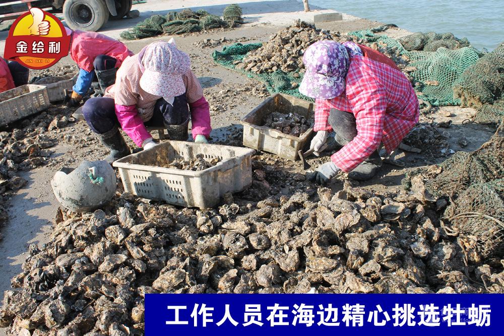 深圳生蚝哪里批发便宜 水煮生蚝的做法大全