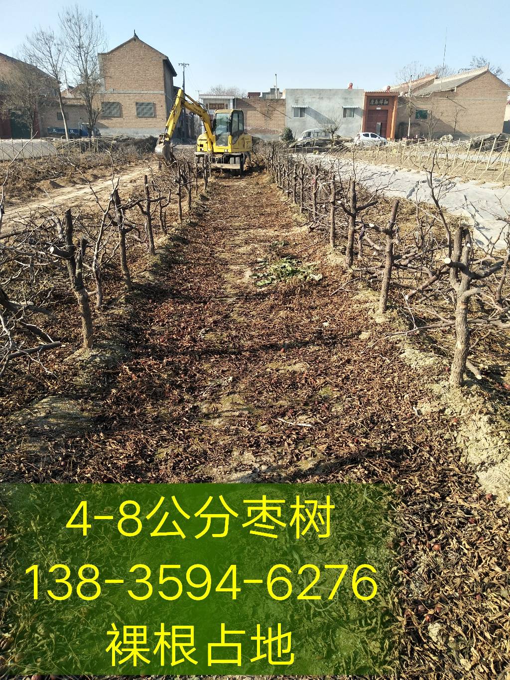 山西枣树种植基地3-4-5-6-7-8公分枣树批发