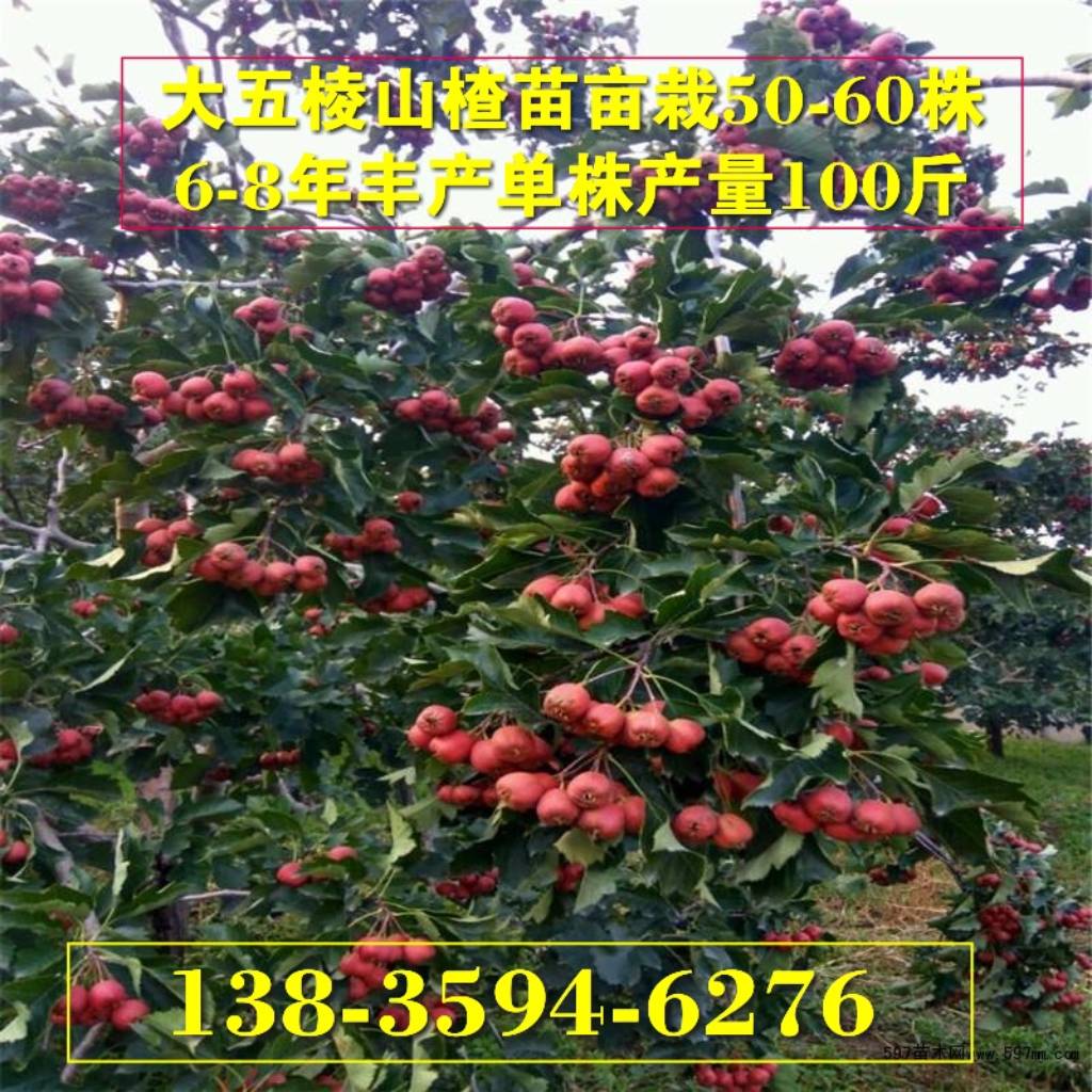 大五棱山楂苗产地批发价格