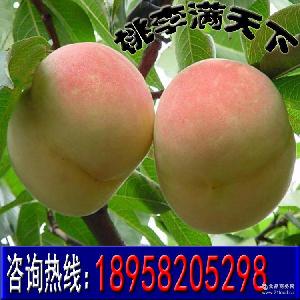 水蜜桃苹果苗,水蜜桃苹果苗及报价
